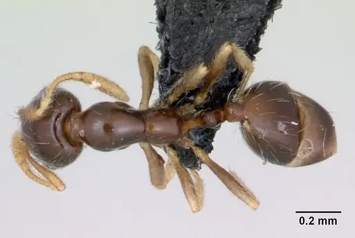 Monomorium denticulum specimen CASENT0470359 image casent0470359_1