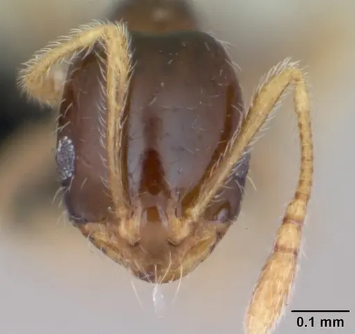 Monomorium denticulum specimen CASENT0470359 image casent0470359_2