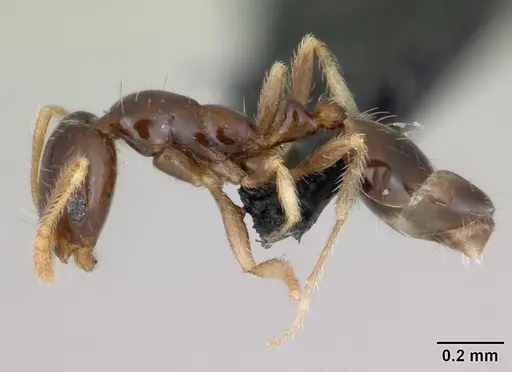 Monomorium denticulum specimen CASENT0470359 image casent0470359_3