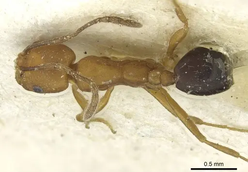 Monomorium dictator specimen CASENT0913572 image casent0913572_1