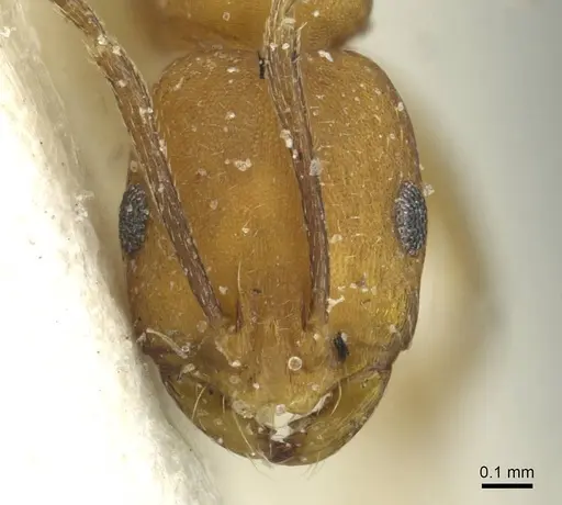 Monomorium dictator specimen CASENT0913572 image casent0913572_2