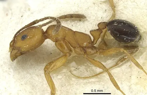 Monomorium dictator specimen CASENT0913572 image casent0913572_3