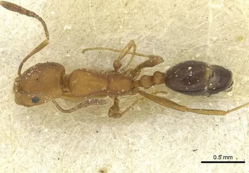 Monomorium dictator specimen CASENT0913573 image casent0913573_1