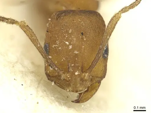 Monomorium dictator specimen CASENT0913573 image casent0913573_2