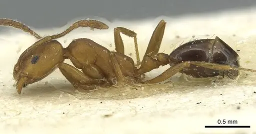 Monomorium dictator specimen CASENT0913573 image casent0913573_3