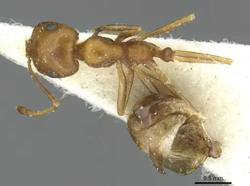 Monomorium dirie specimen CASENT0913571 image casent0913571_1