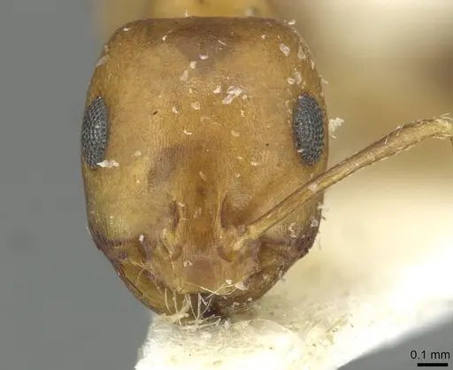 Monomorium dirie specimen CASENT0913571 image casent0913571_2