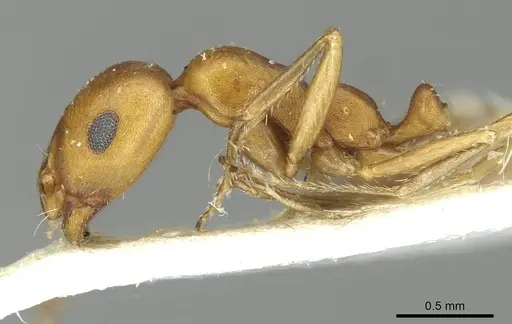 Monomorium dirie specimen CASENT0913571 image casent0913571_3