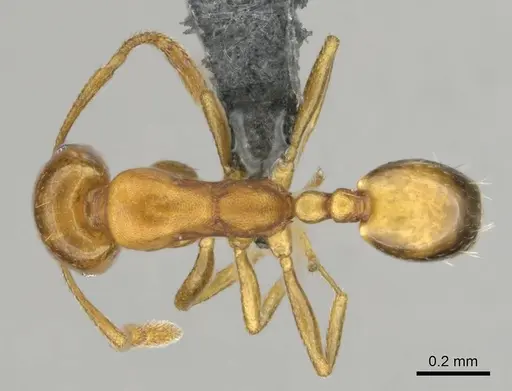 Monomorium disertum specimen CASENT0252768 image casent0252768_1
