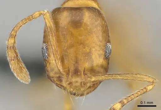 Monomorium disertum specimen CASENT0252768 image casent0252768_2