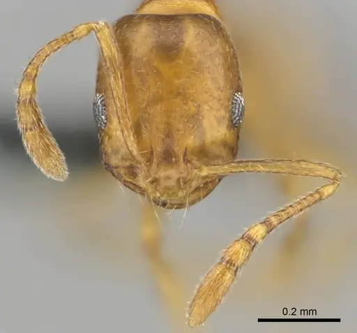 Monomorium disertum specimen CASENT0252768 image casent0252768_3
