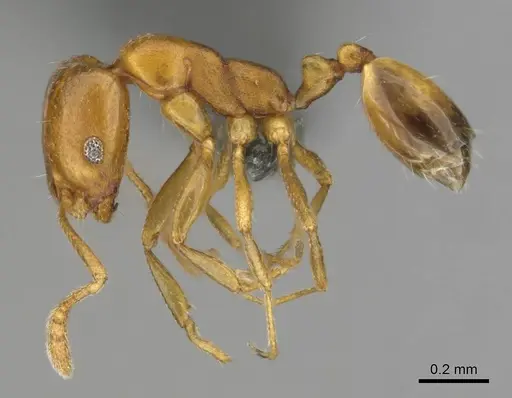 Monomorium disertum specimen CASENT0252768 image casent0252768_4