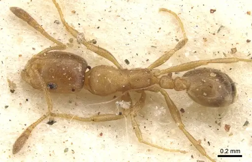 Monomorium disertum specimen CASENT0902216 image casent0902216_1