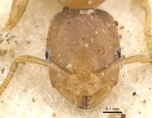 Monomorium disertum specimen CASENT0902216 image casent0902216_2