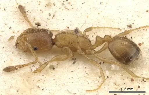 Monomorium disertum specimen CASENT0902216 image casent0902216_3
