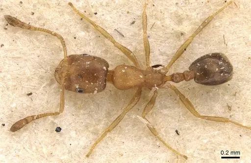 Monomorium disertum specimen CASENT0908744 image casent0908744_1