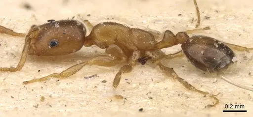 Monomorium disertum specimen CASENT0908744 image casent0908744_3