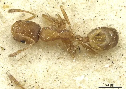 Monomorium disertum specimen CASENT0913574 image casent0913574_1