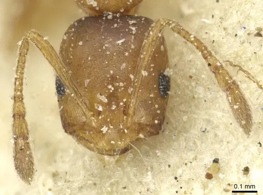 Monomorium disertum specimen CASENT0913574 image casent0913574_2