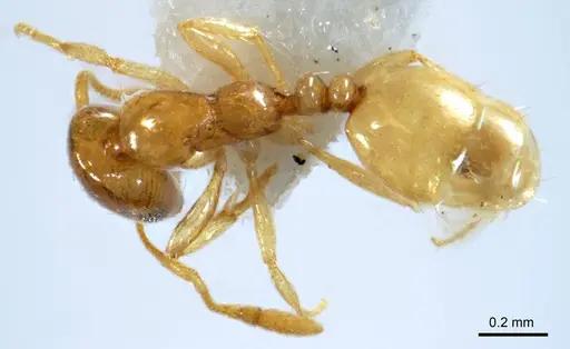 Monomorium disetigerum specimen ANTWEB1008675 image antweb1008675_1