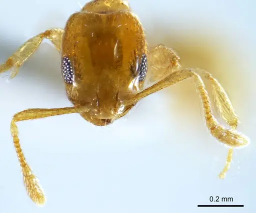 Monomorium disetigerum specimen ANTWEB1008675 image antweb1008675_2