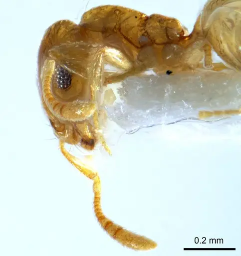 Monomorium disetigerum specimen ANTWEB1008675 image antweb1008675_3