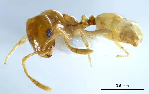 Monomorium disetigerum specimen ANTWEB1008675 image antweb1008675_4