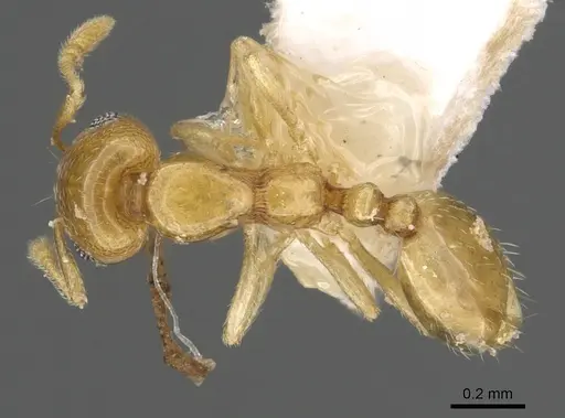 Monomorium disetigerum specimen CASENT0902302 image casent0902302_1