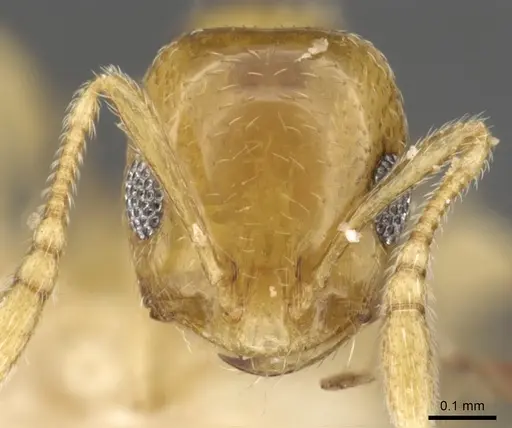Monomorium disetigerum specimen CASENT0902302 image casent0902302_2