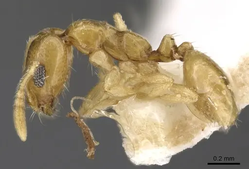 Monomorium disetigerum specimen CASENT0902302 image casent0902302_3