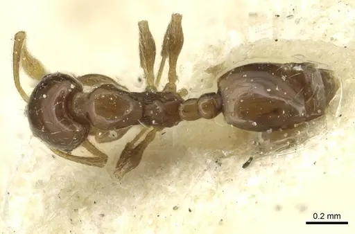 Monomorium disoriente specimen CASENT0913575 image casent0913575_1
