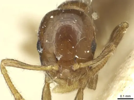 Monomorium disoriente specimen CASENT0913575 image casent0913575_2
