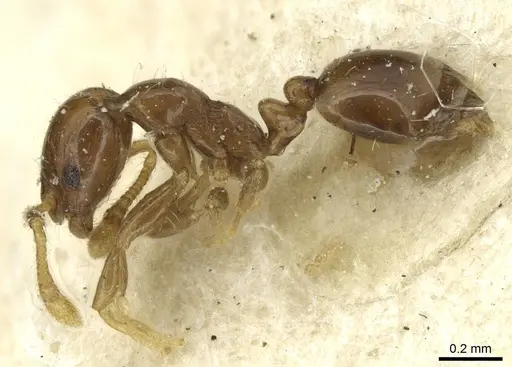 Monomorium disoriente specimen CASENT0913575 image casent0913575_3