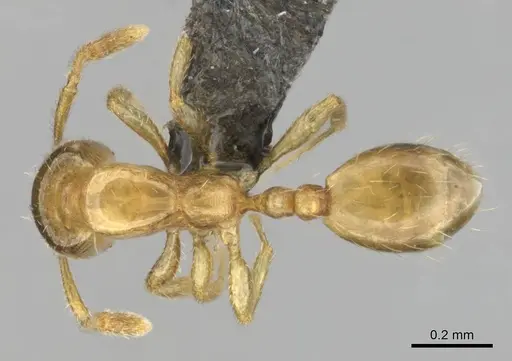 Monomorium dolatu specimen CASENT0255231 image casent0255231_1