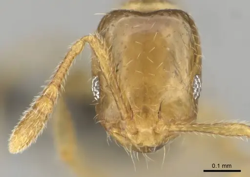 Monomorium dolatu specimen CASENT0255231 image casent0255231_2