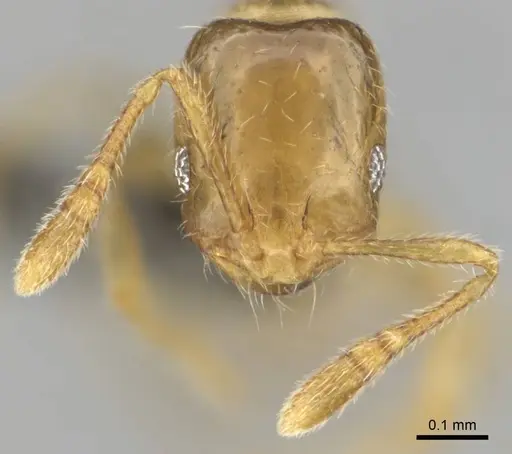 Monomorium dolatu specimen CASENT0255231 image casent0255231_3