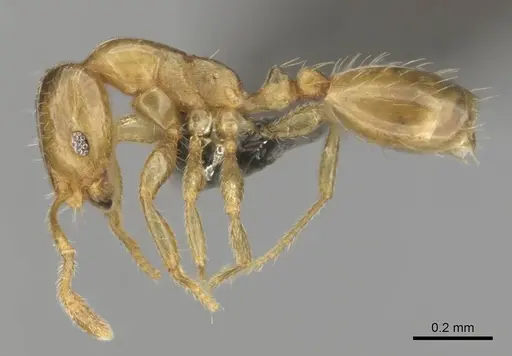 Monomorium dolatu specimen CASENT0255231 image casent0255231_4