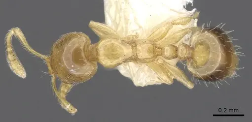 Monomorium dolatu specimen CASENT0902238 image casent0902238_1