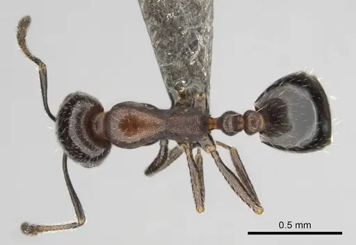 Monomorium drapenum specimen CASENT0814144 image casent0814144_1