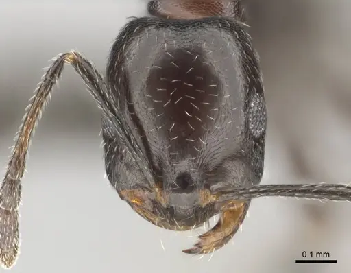 Monomorium drapenum specimen CASENT0814144 image casent0814144_2