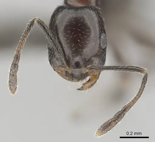 Monomorium drapenum specimen CASENT0814144 image casent0814144_3