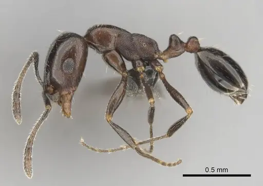 Monomorium drapenum specimen CASENT0814144 image casent0814144_4