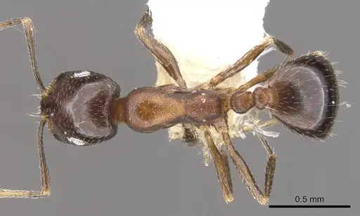 Monomorium drapenum specimen CASENT0902201 image casent0902201_1
