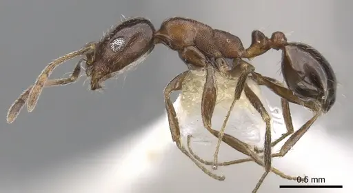 Monomorium drapenum specimen CASENT0902201 image casent0902201_3