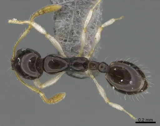Monomorium draxocum specimen CASENT0217173 image casent0217173_1