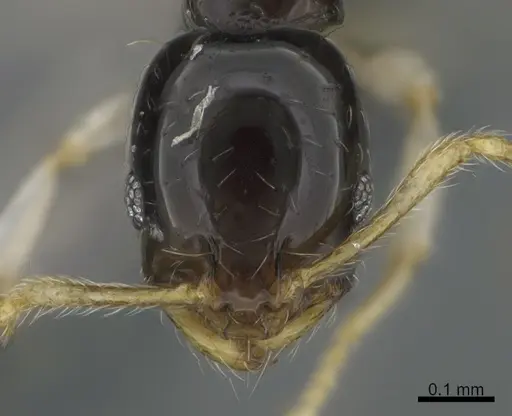 Monomorium draxocum specimen CASENT0217173 image casent0217173_2
