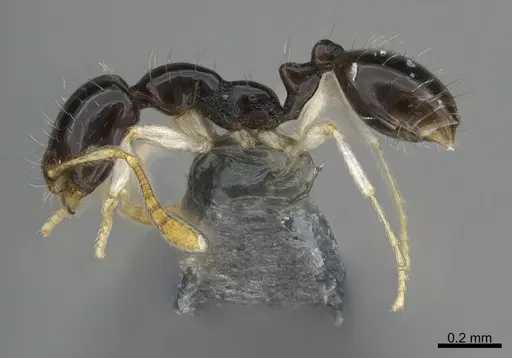 Monomorium draxocum specimen CASENT0217173 image casent0217173_3