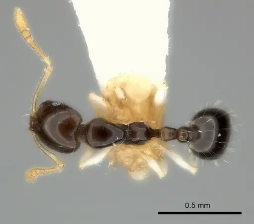 Monomorium draxocum specimen CASENT0217885 image casent0217885_1