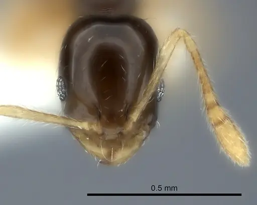 Monomorium draxocum specimen CASENT0217885 image casent0217885_2
