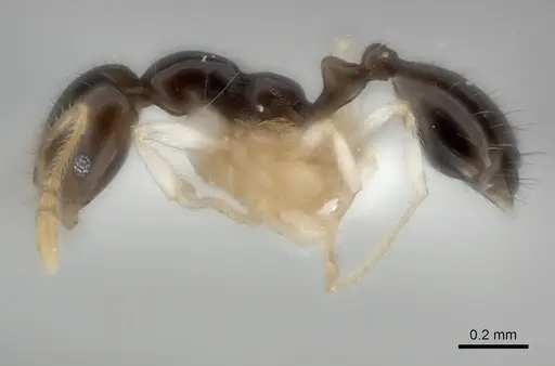 Monomorium draxocum specimen CASENT0217885 image casent0217885_3